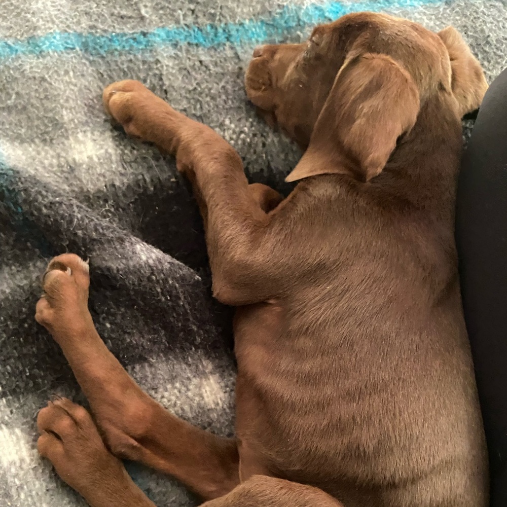 Meet Bailey Part 2 — - Picture 3 of 16